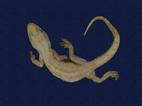 藏品(蝎虎)的圖片